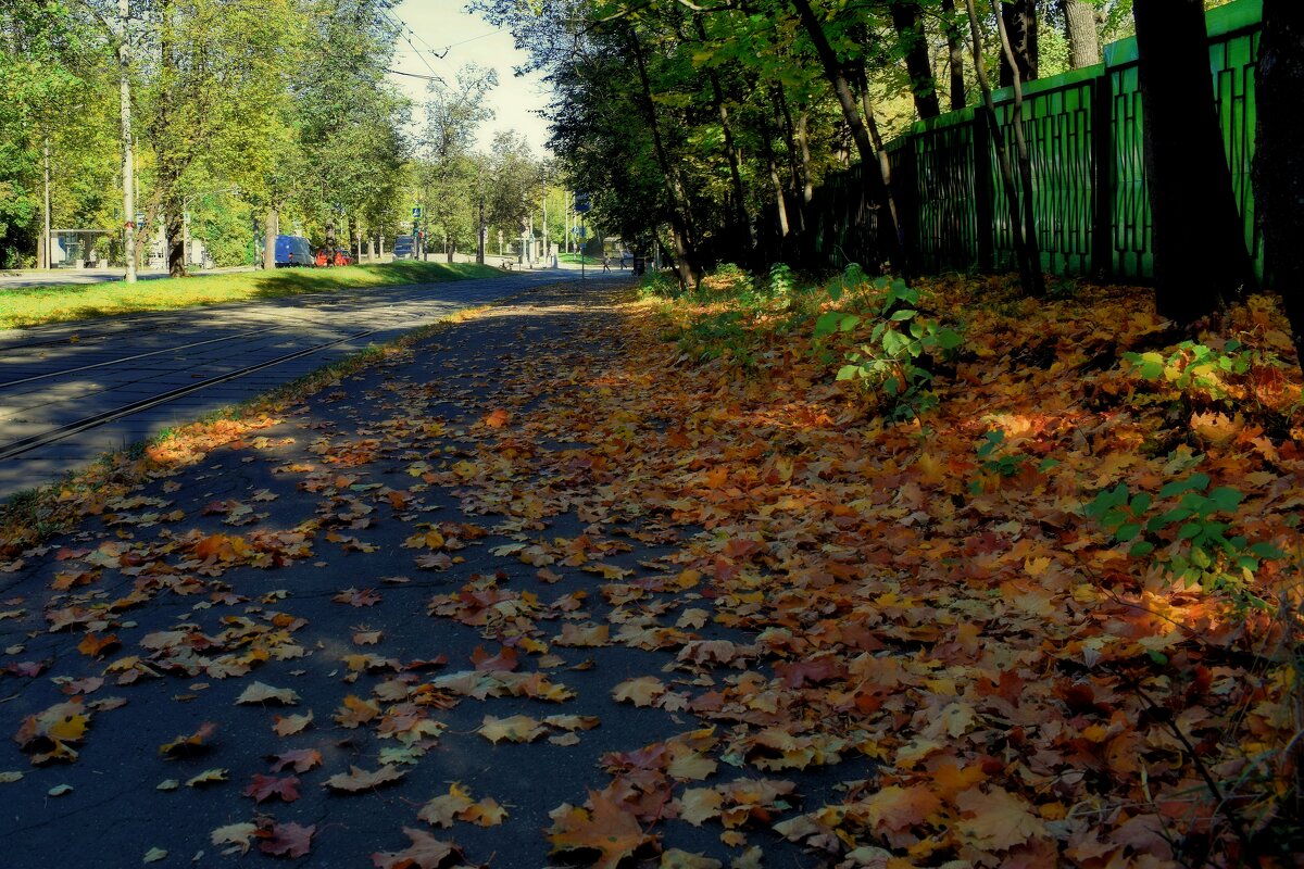 Листья превращаются в музыку. (Вышла из трамвая пошуршать) - Татьяна Помогалова