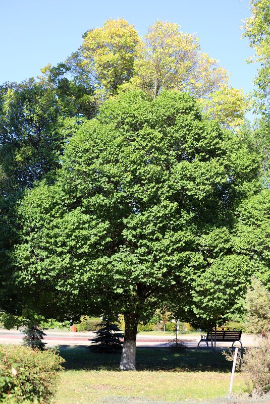 В парке - Андрей Л. В.