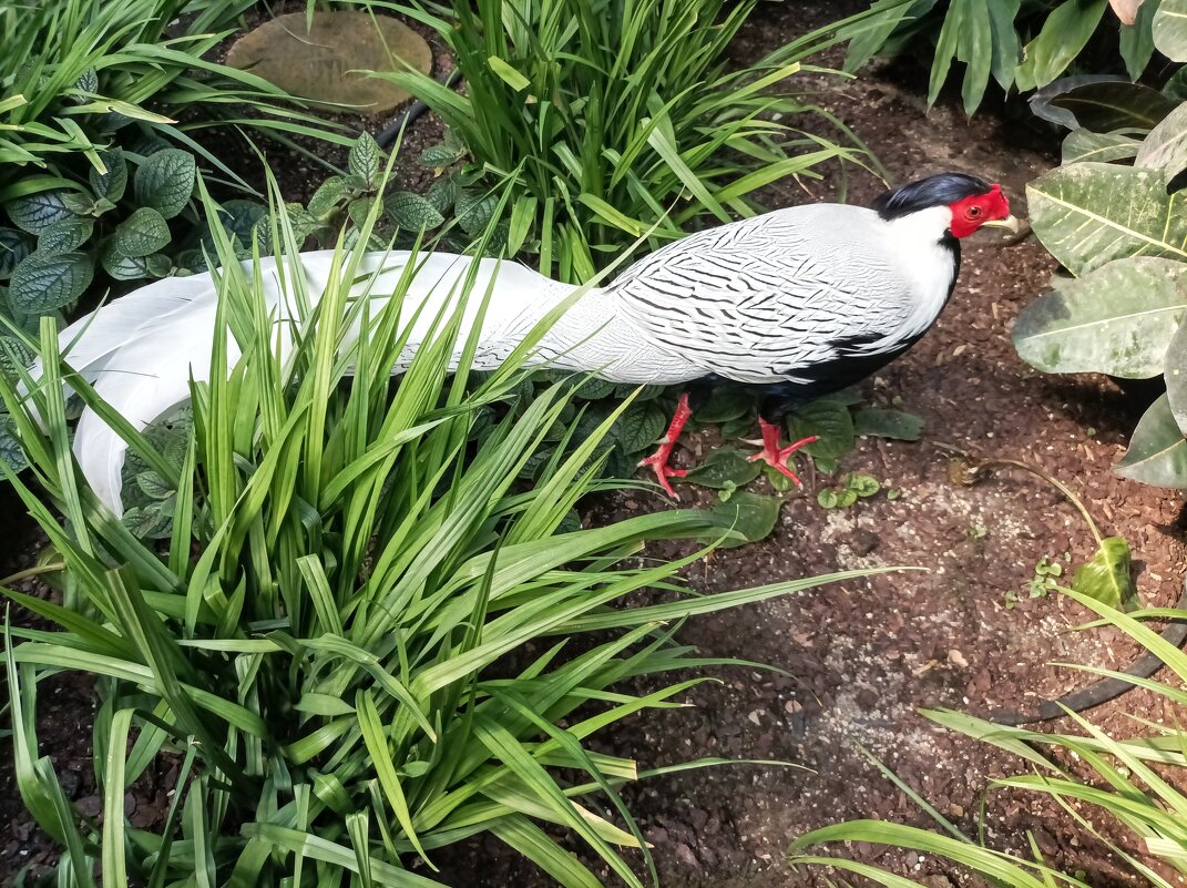 Серебряный фазан - Veera V