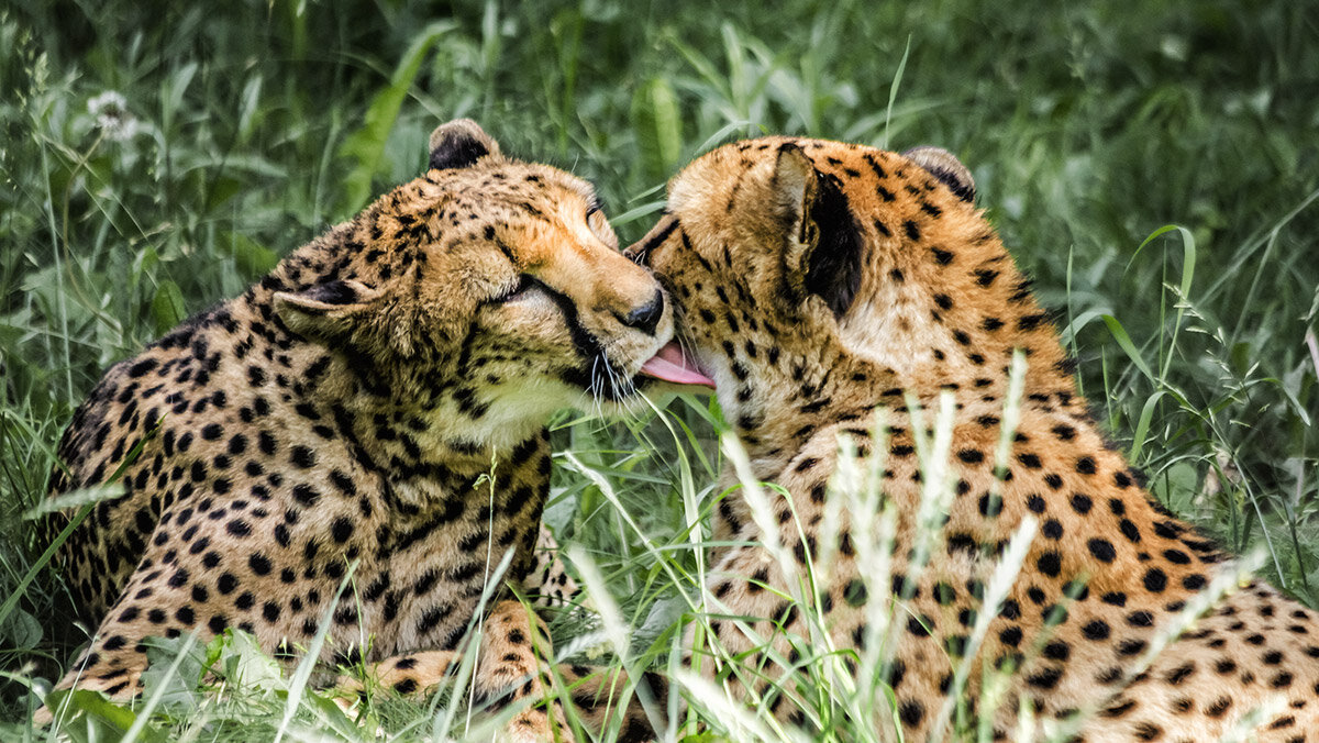 Гепарды - SanSan 