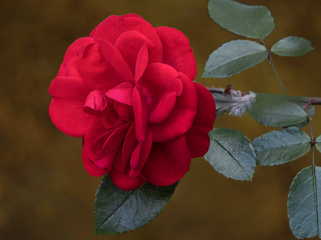 Роза - Aleksey Afonin