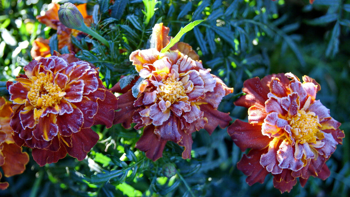 Первый заморозок. - сергей ермошкин