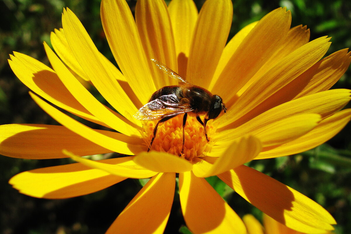 Последние радости - Людмила Смородинская Последние радости - Людмила Смородинская