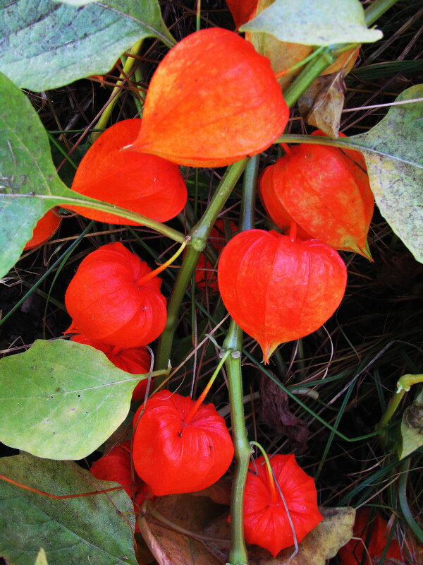 Яркие фонарики - Людмила Смородинская