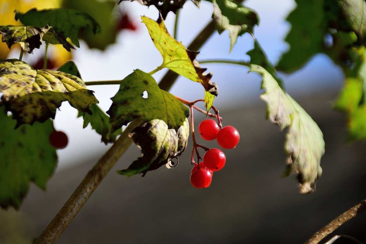 Осенний этюд. - Владимир Мигонькин