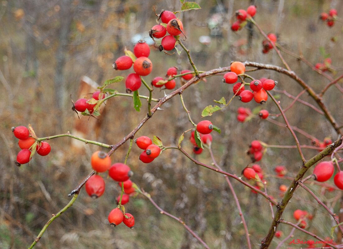 С Днём Арины Шиповницы! - Андрей Заломленков
