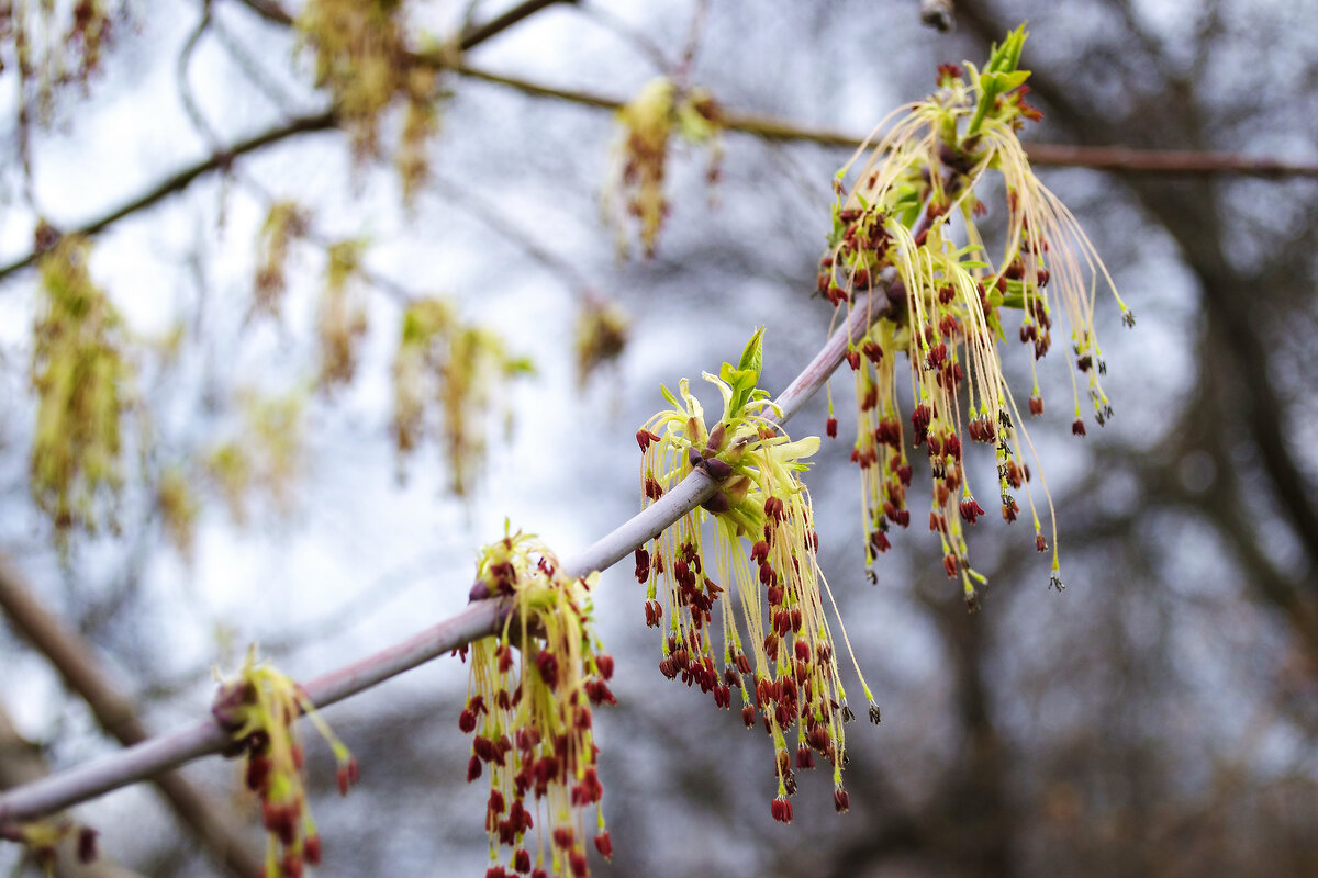 Сережки клена весной - Александр Лычагин