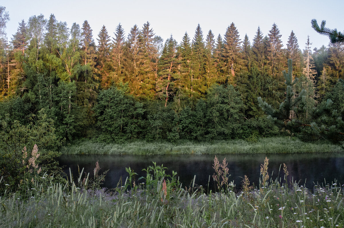 Рассвет в лесу - Валерий Пославский
