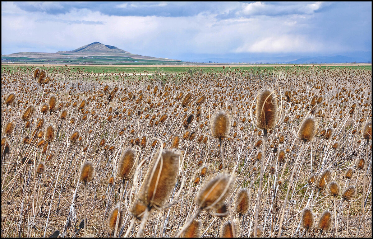 Американский пейзаж - **** vedin