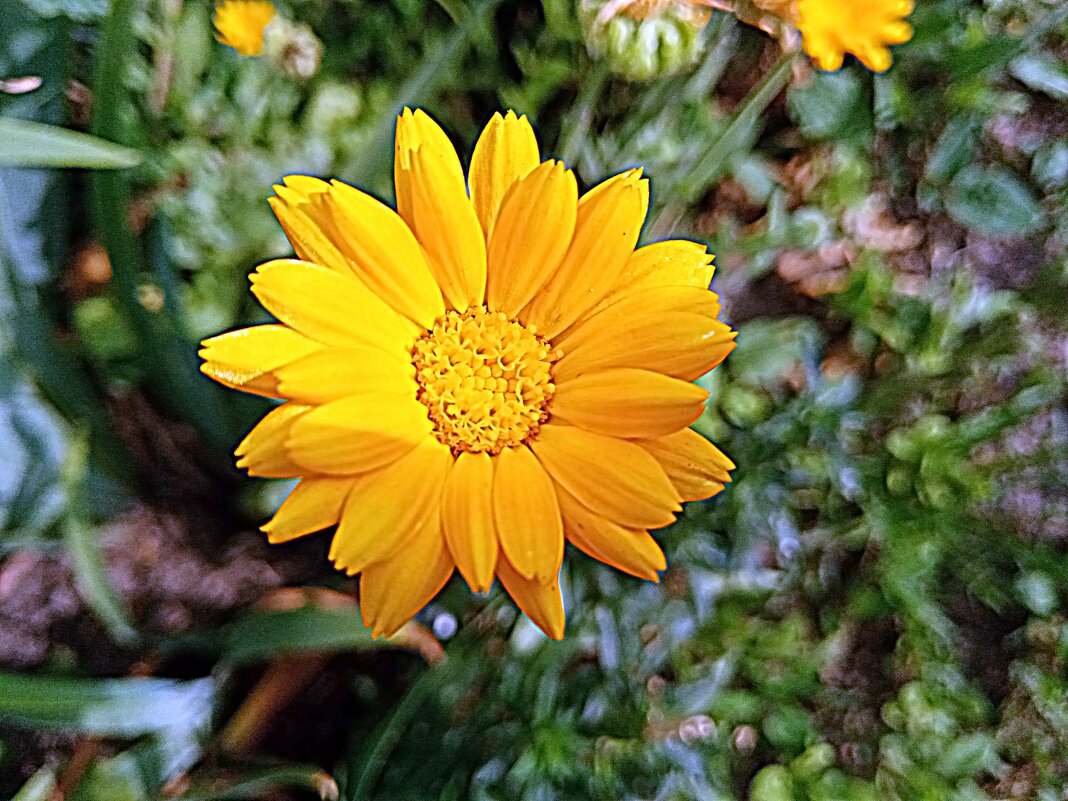 Цветы. - Владимир Драгунский