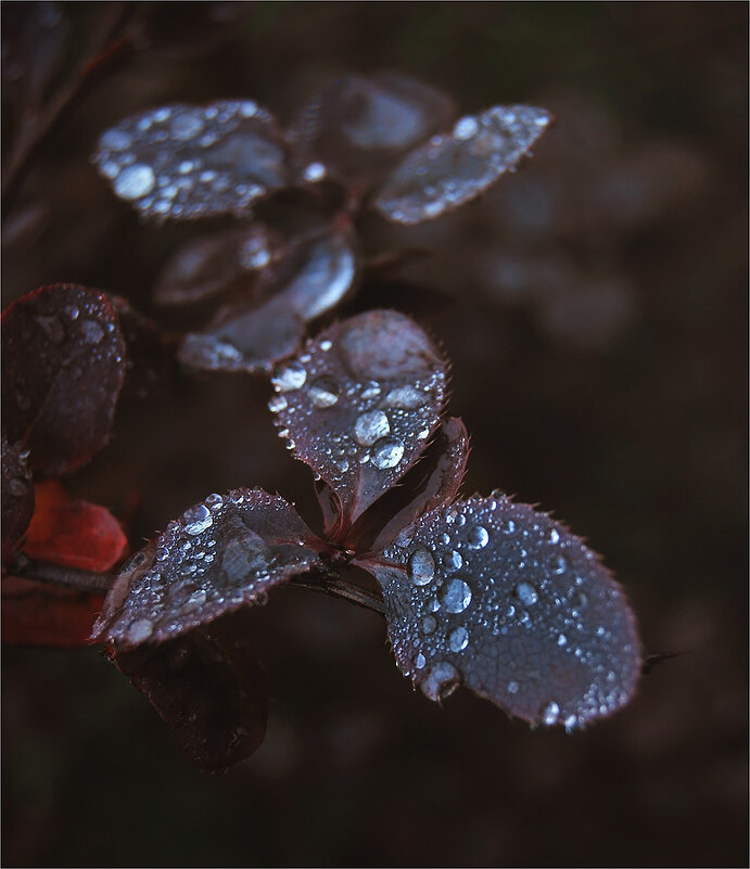 Роса.... - Ирина С