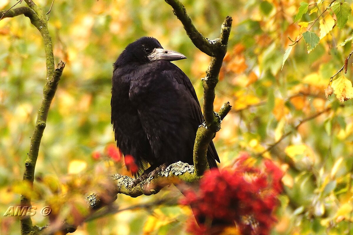 Гришаня - kolyeretka 