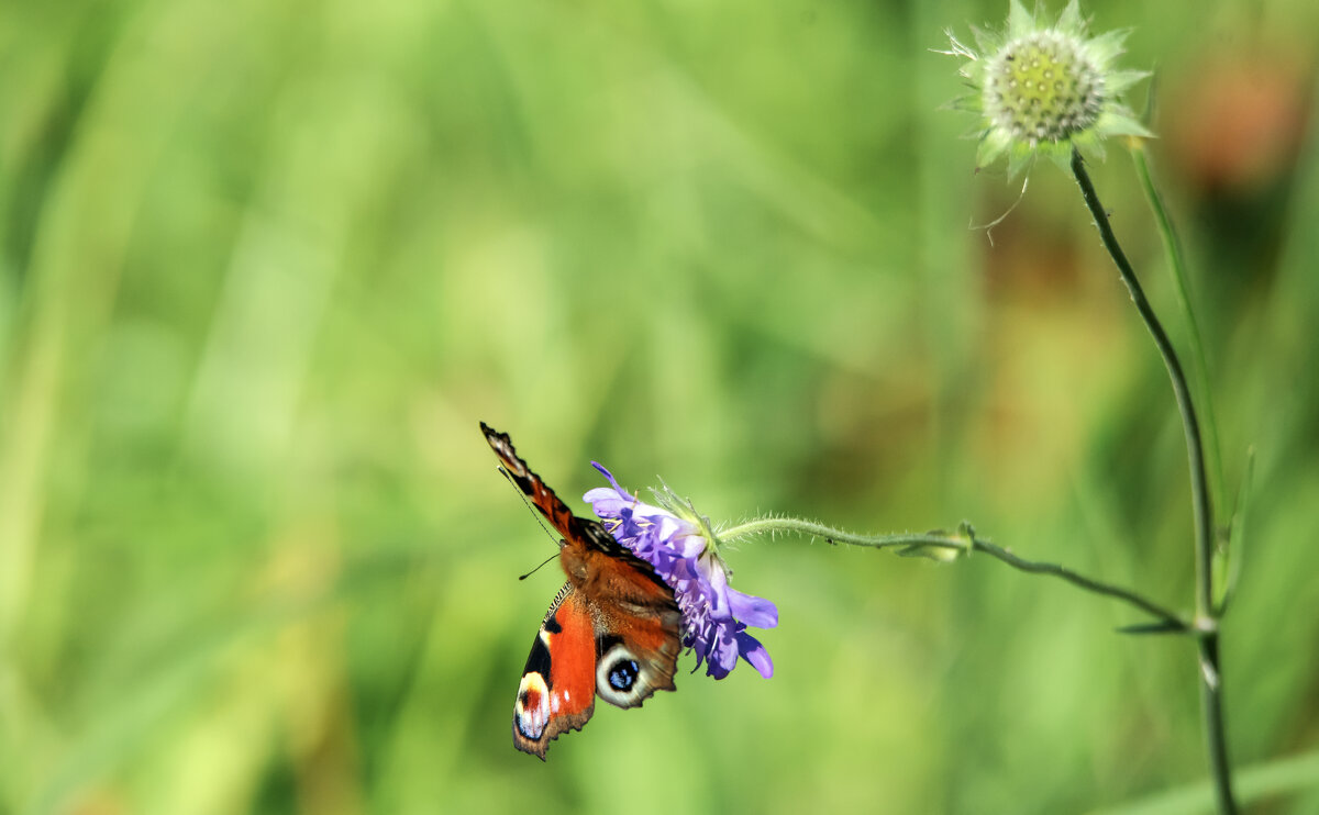 *** - Владимир Безбородов