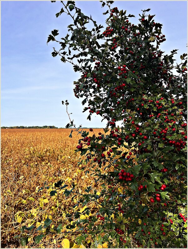 Боярышник. - Валерия Комова