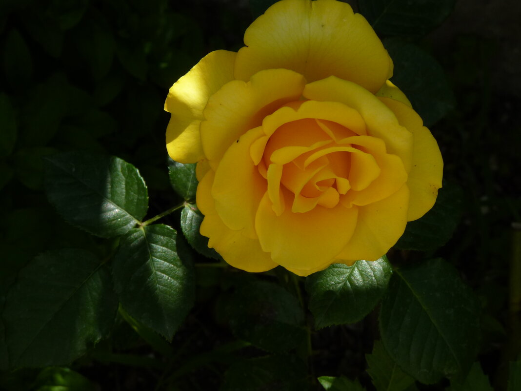 Жёлтая  роза  Керио - Валентин Семчишин