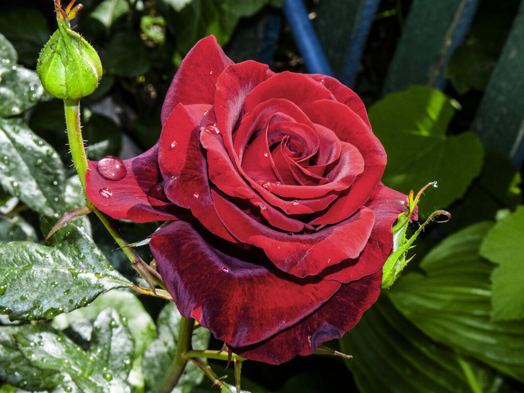 Бархатная роза - Валентин Семчишин