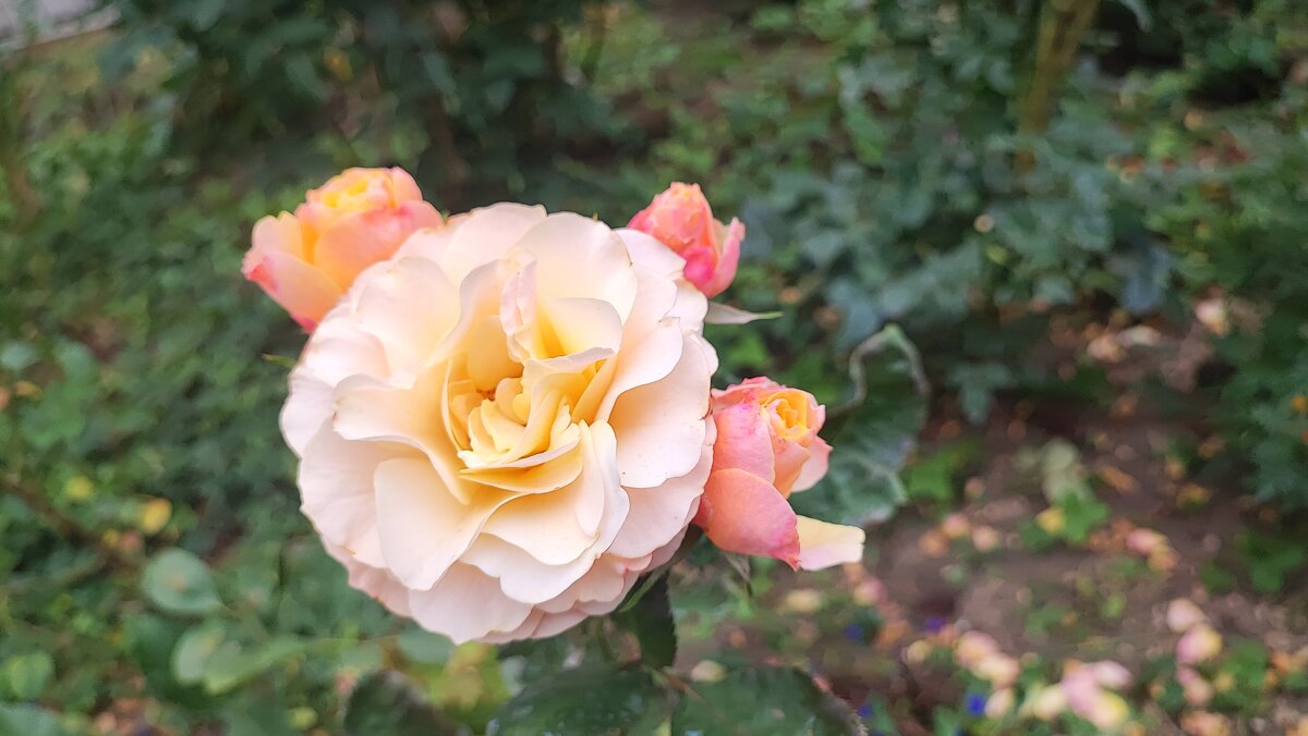 ,,, - Сергей Тимоновский ,,, - Сергей Тимоновский