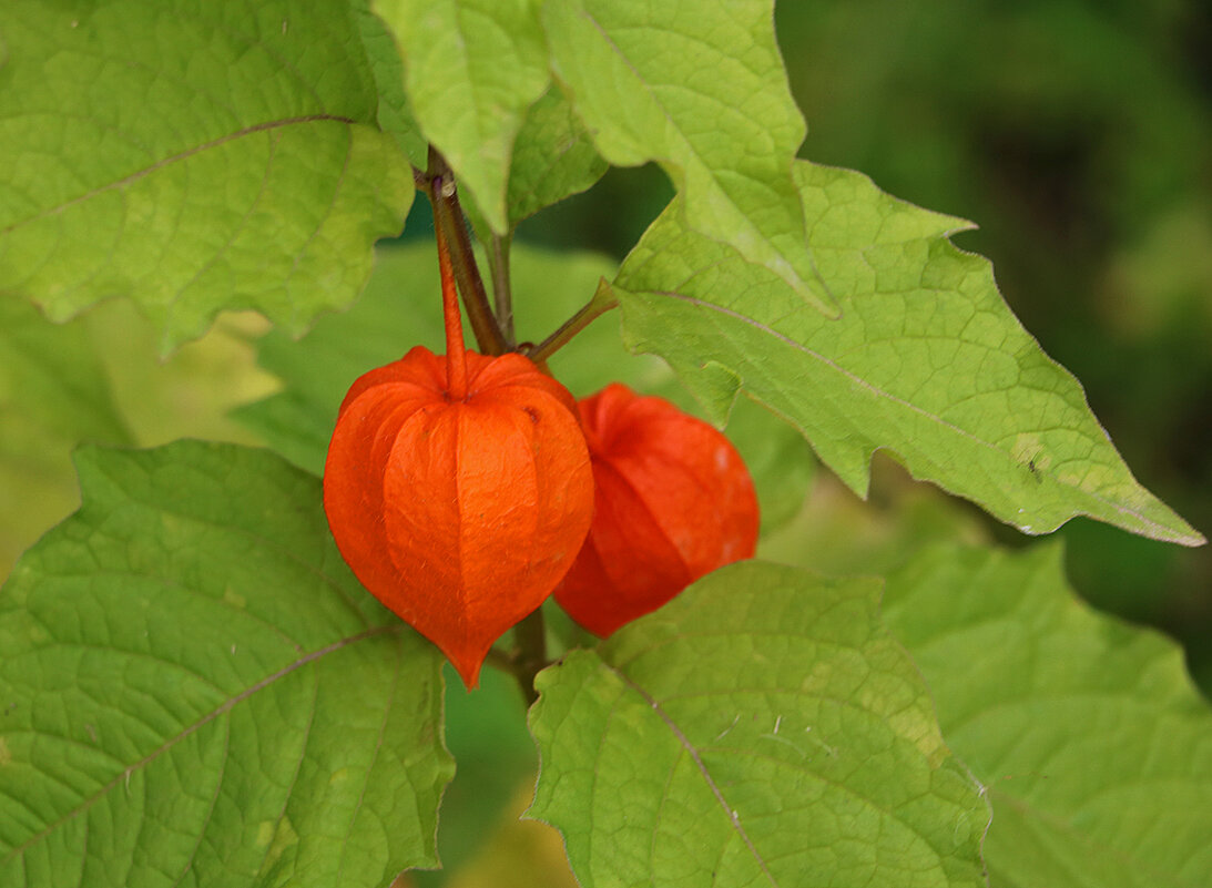 Осенние фонарики - Светлана 