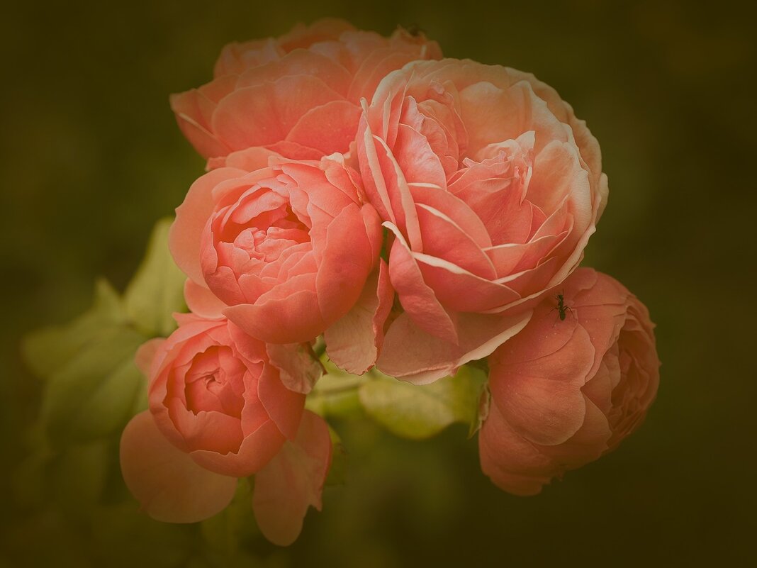 "Pomponella" Floribunda Rose - Civetta ***