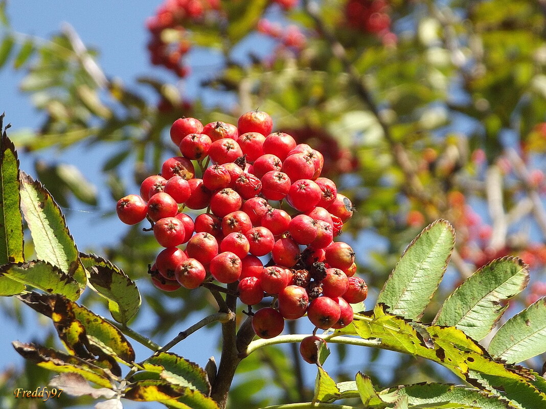 Рябина - Freddy 97