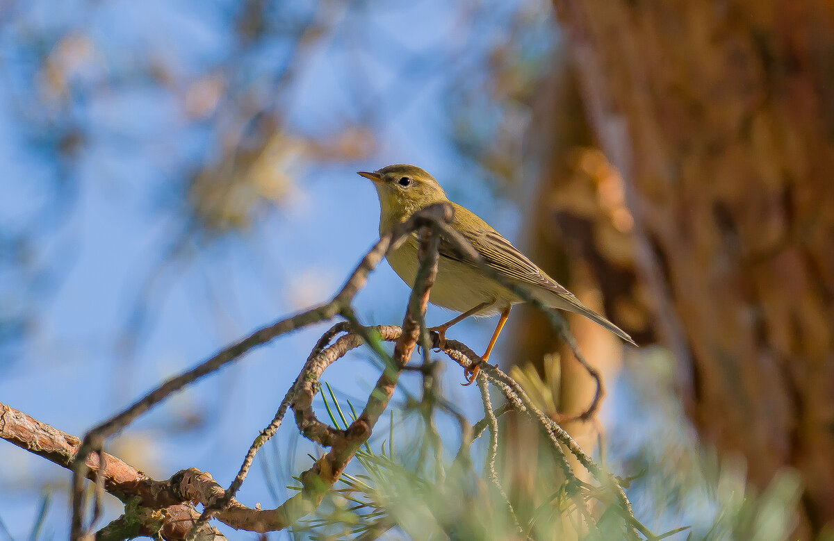 Пеночка весничка. - Sergey (Apg) Пеночка весничка. - Sergey (Apg)