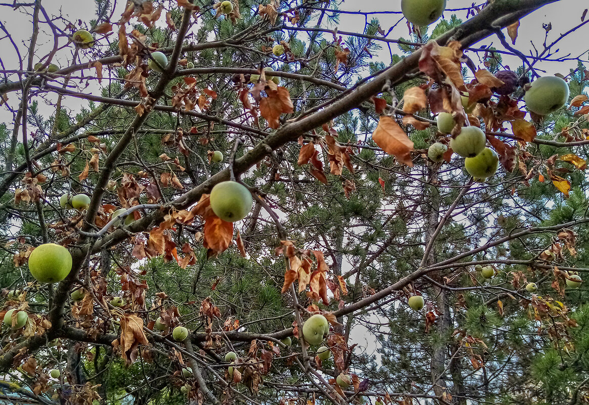 Яблочки в октябре - Юрий Яловенко