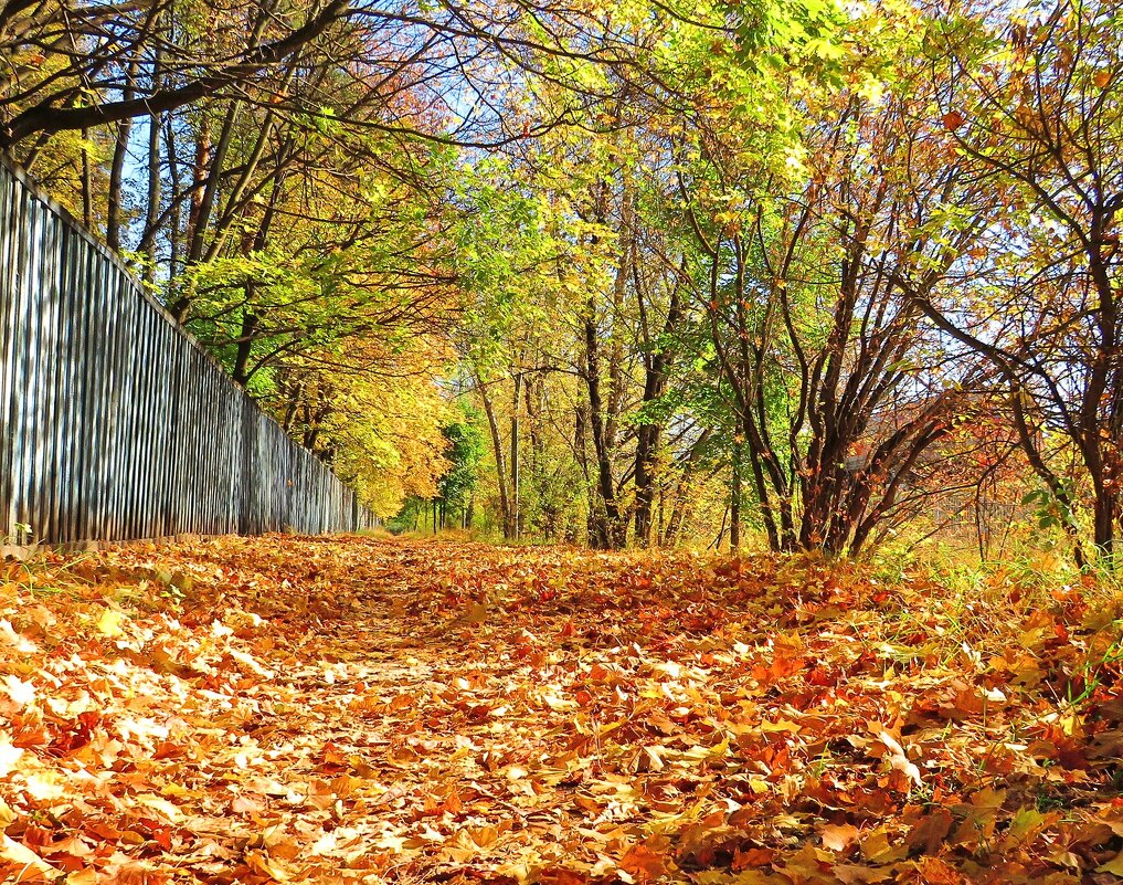 Золотой ковёр осени - Андрей Снегерёв