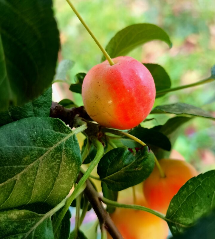 *** - Любимова Ольга 