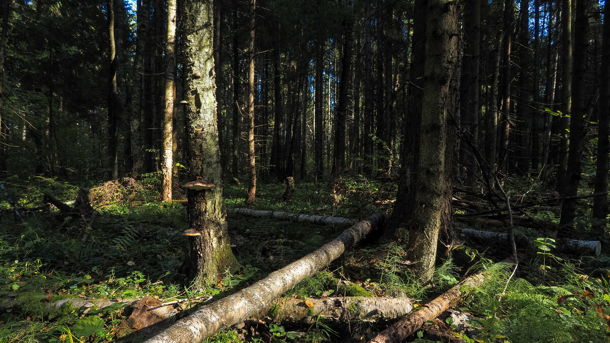 По Лесным Дорожкам - юрий поляков