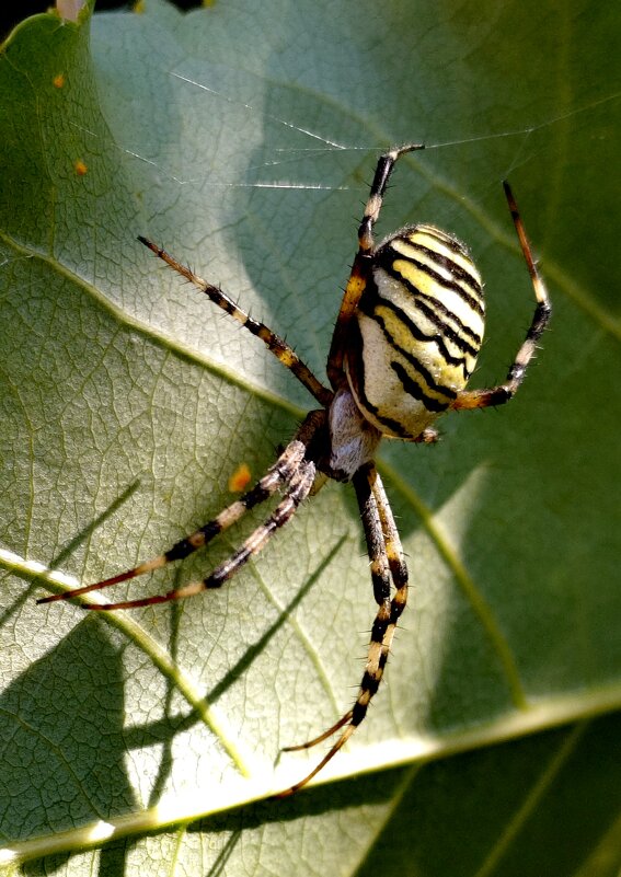 Осиный паучок. - Александр Кондаков