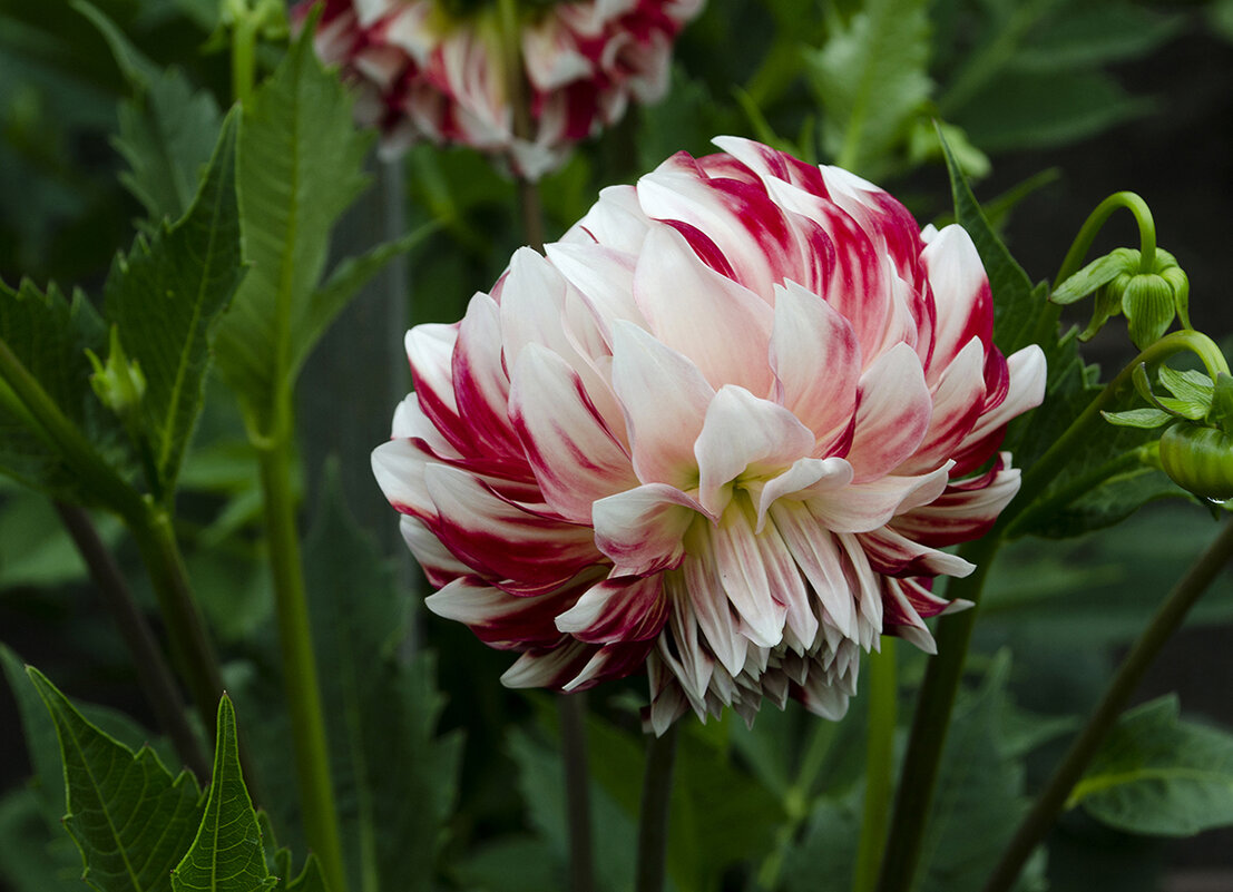 Скромняга - Регина 