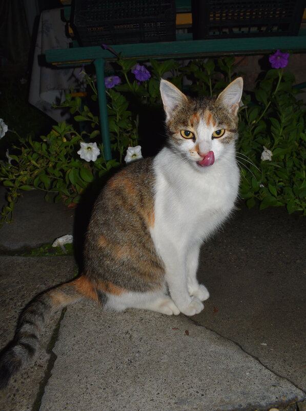 А ужин был вкусным ) - Константин Штарк