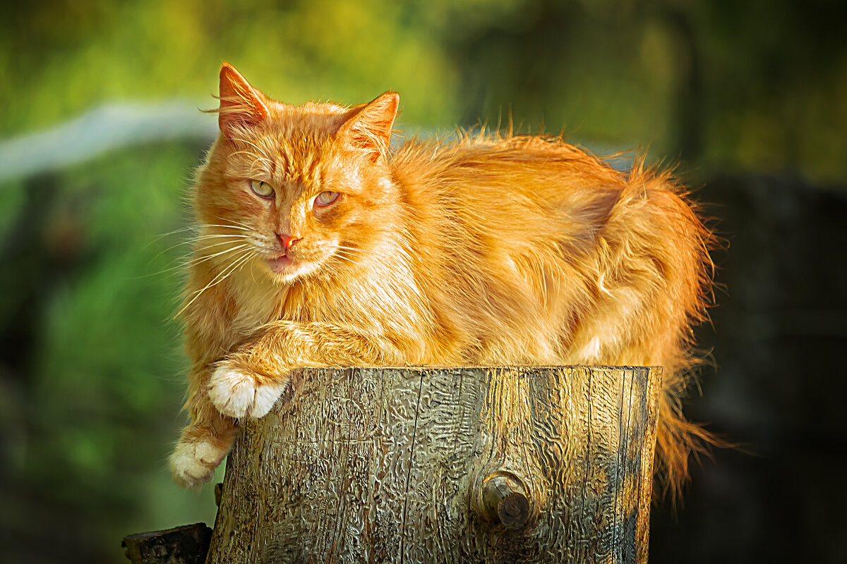 Рыжий - Виктор Седов