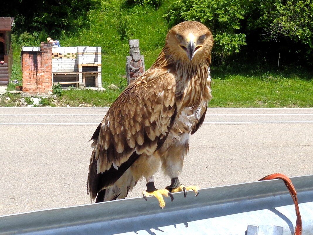 Орел - Наталья 