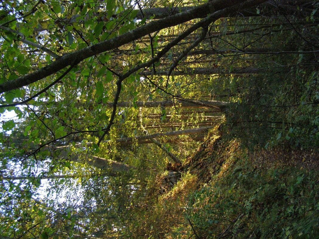 Лесная тропинка - Анна Воробьева