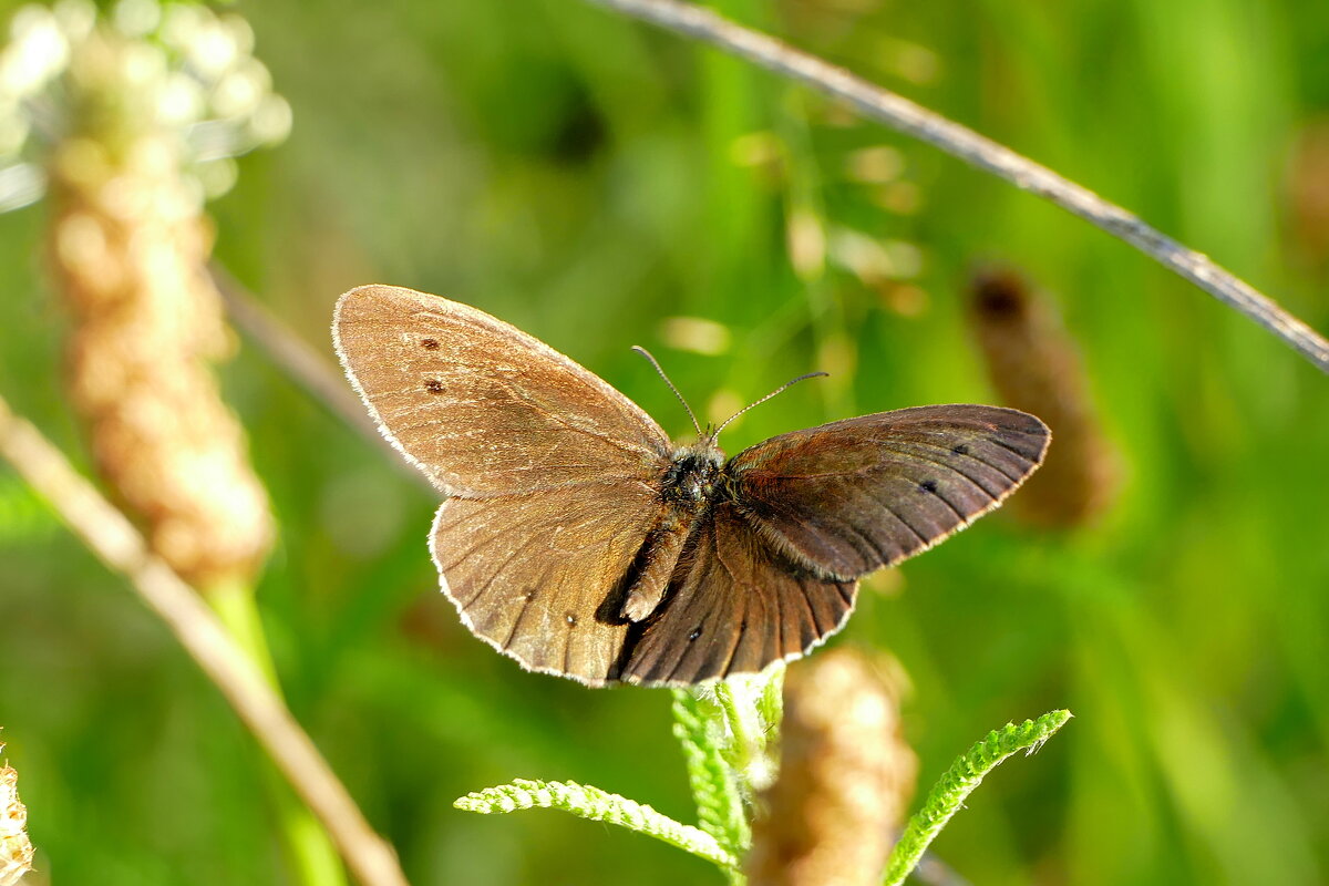 опять про бабочек 28 - Александр Прокудин