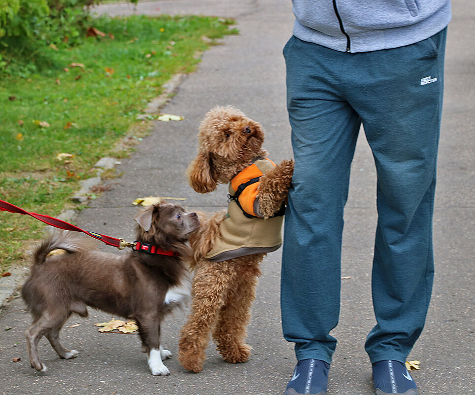 Хозяин, защити! - Светлана 
