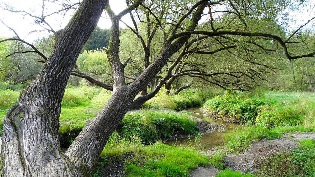 Городской парк в последний день сентября. - Милешкин Владимир Алексеевич 