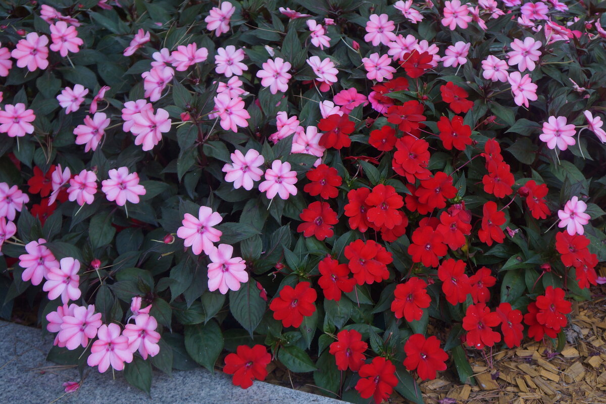 бальзамин - zavitok *