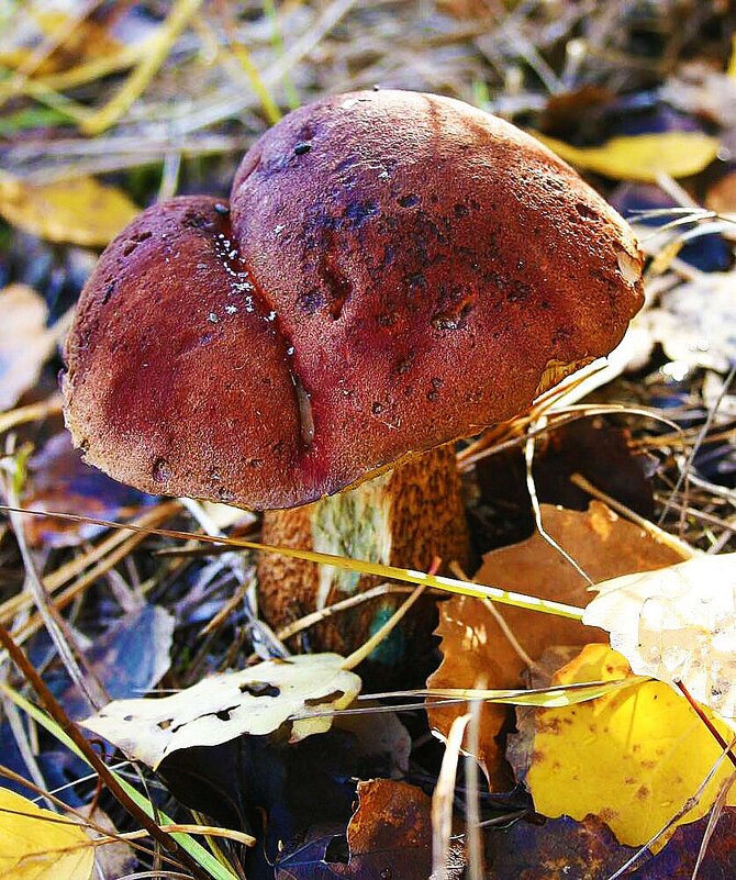 Гриб утром после заморозка... - Владимир 