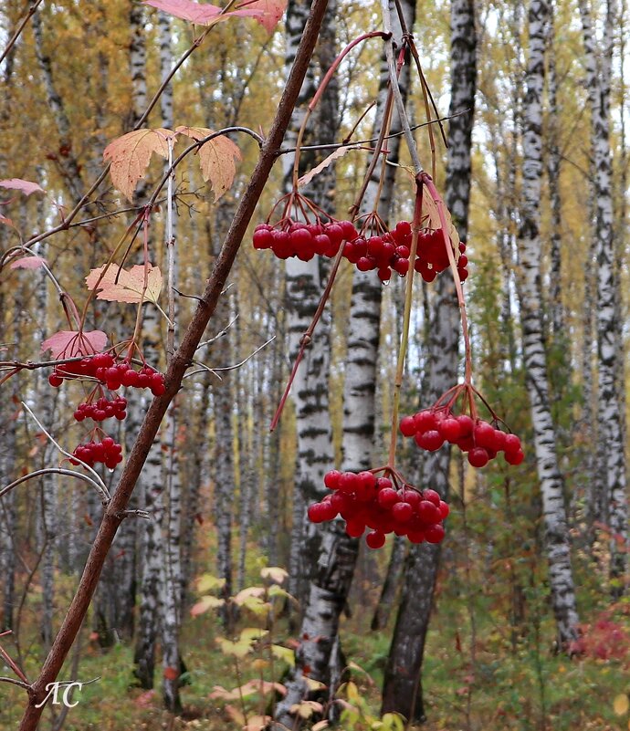 На фоне осеннего леса - Любовь Сахарова