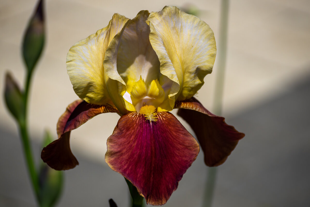 Ирис - Игорь Сикорский Ирис - Игорь Сикорский