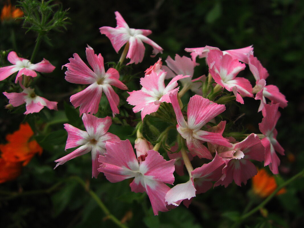 Нежное цветение - Людмила Смородинская Нежное цветение - Людмила Смородинская