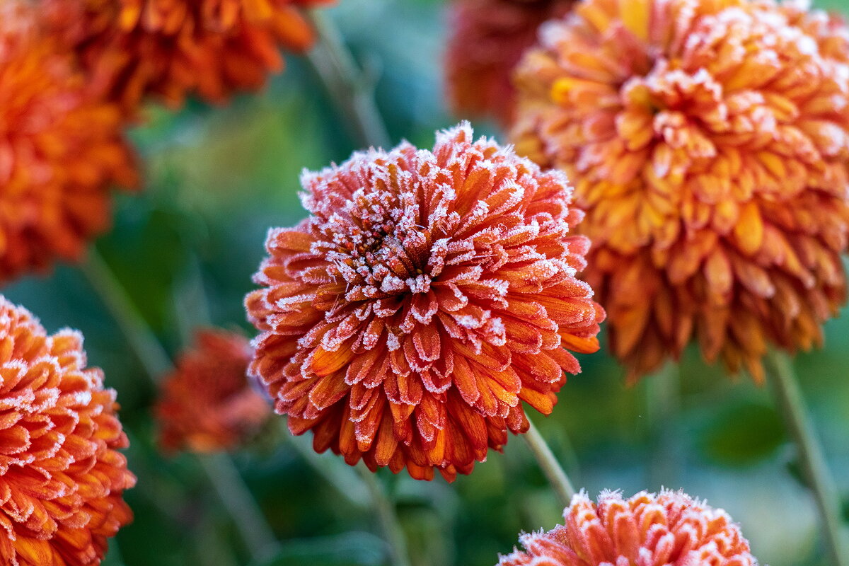 Картинка из первооктябрьского утра. - Анатолий. Chesnavik. Картинка из первооктябрьского утра. - Анатолий. Chesnavik.