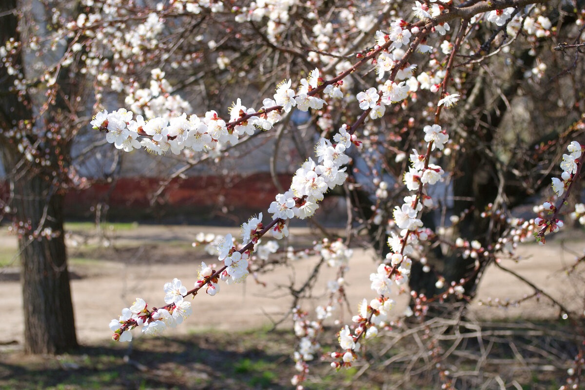 Цветущий абрикос - Александр Лычагин