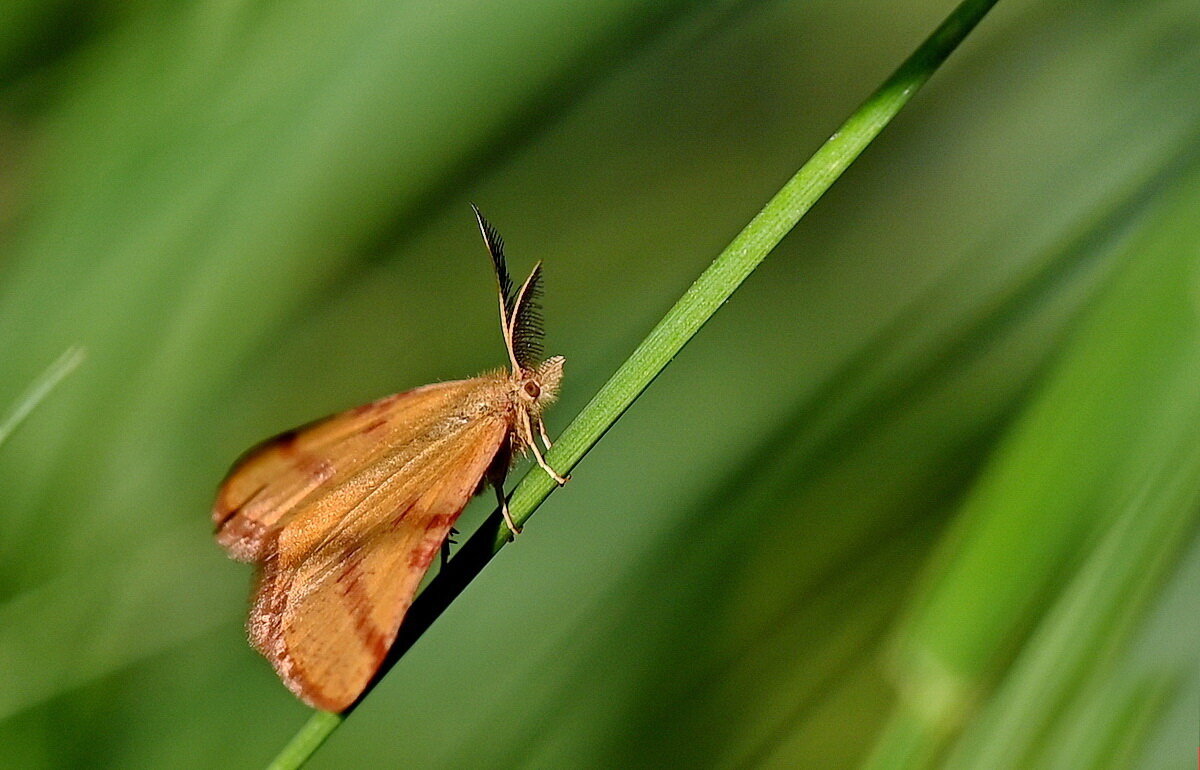 из серии " Макро мир вокруг нас..." - Николай Саржанов