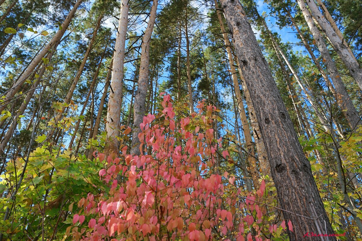 В последний день сентября... - Андрей Заломленков