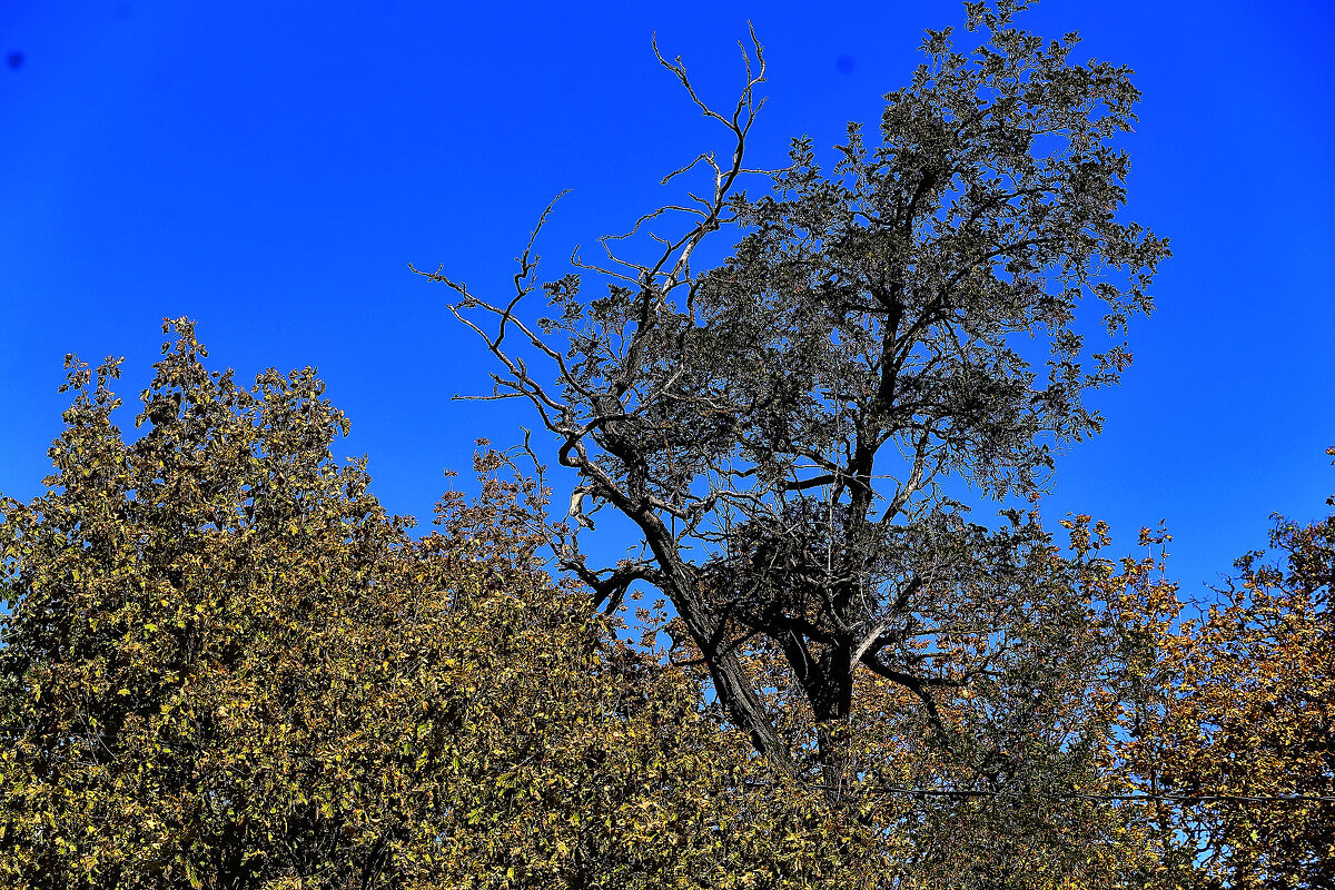 Какое небо голубое! - Юрий Гайворонскiий Какое небо голубое! - Юрий Гайворонскiий