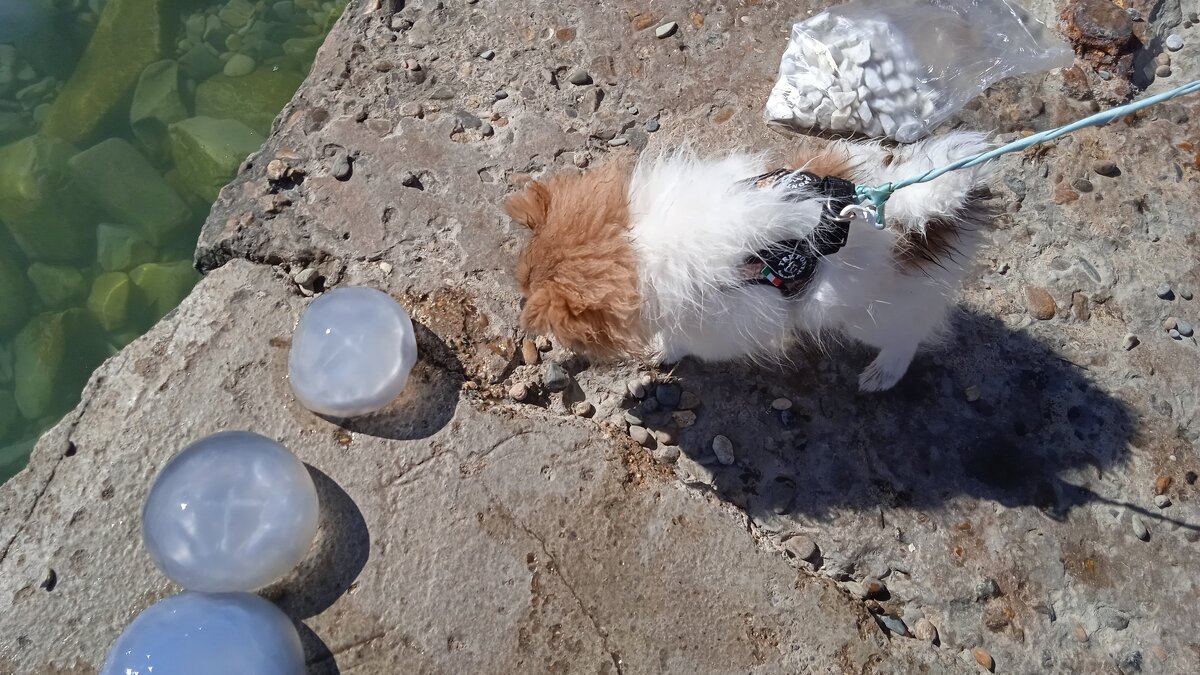 Что за зверь? - Елена Шаламова