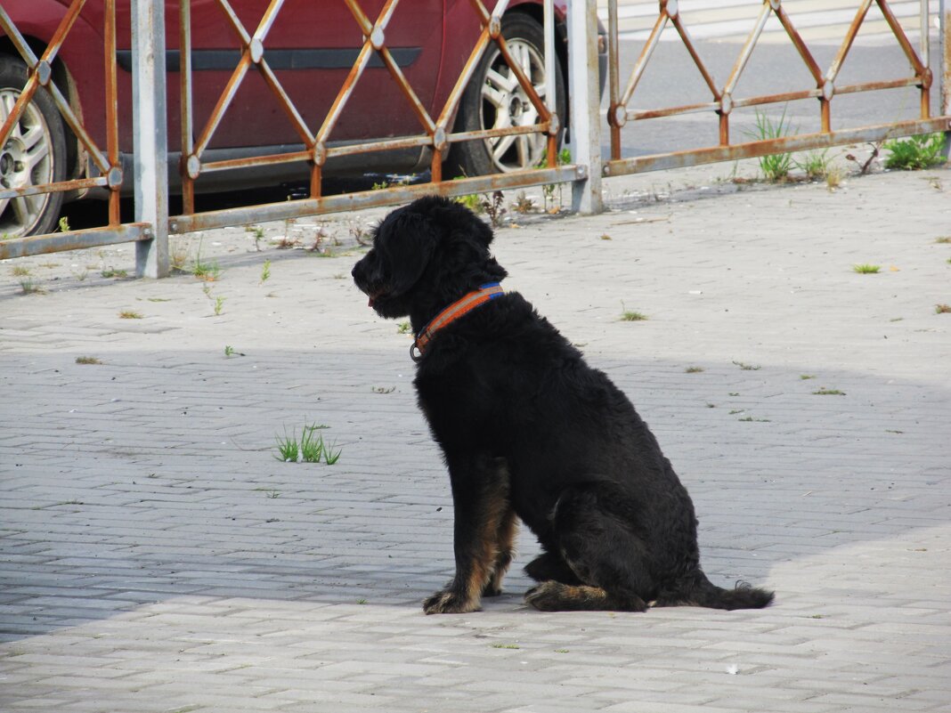 пёс,который переходит дорогу по переходу самостоятельно - Елена Шаламова